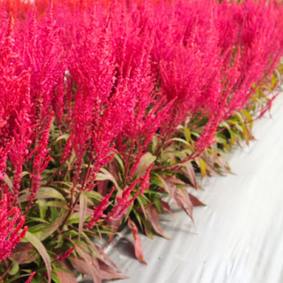 Celosia Purple flare From Known You Seed (India)